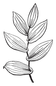 植物的图片名为Uvularia，显示长叶在他的枝条上，复古线绘图或雕刻插图。
