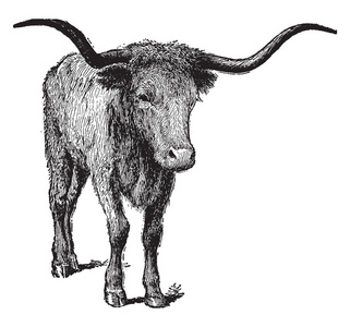 德克萨斯长角牛是一种牛，以其特有的角，复古线绘图或雕刻插图而闻名。