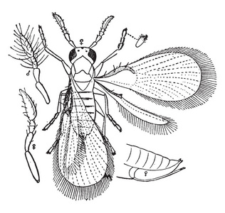 旋毛虫是昆虫卵中的寄生虫，复古线绘制或雕刻插图。