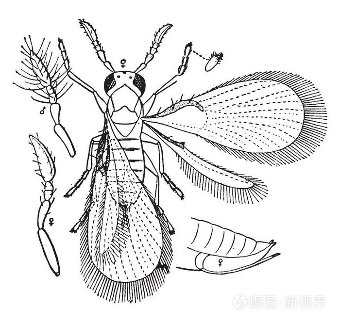 旋毛虫是昆虫卵中的寄生虫 复古线绘制或雕刻插图 插画 正版商用图片139fy0 摄图新视界 旋毛虫是昆虫卵中的寄生虫 复古线绘制或雕刻插图 插画 正版商用图片139fy0 摄图新视界