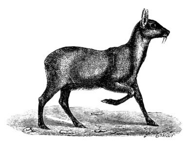 麝香复古雕刻插图。 动物的自然历史1880年