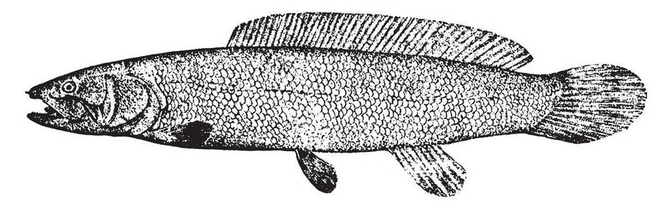 蝴蝶结是一种原始的淡水鱼老式线条绘制或雕刻插图。