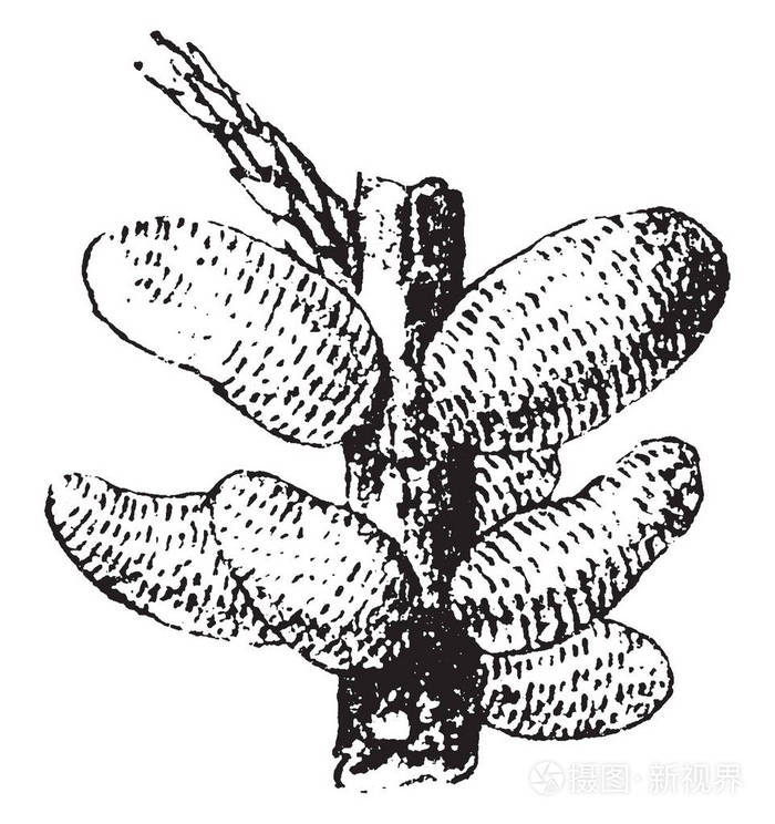 树枝上的球状真菌这些木耳球随着时间的增长复古线绘制或雕刻插图