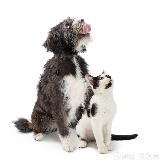 兴奋的大型混合犬与猫坐在白色的背景 看着舌头伸出舔嘴唇照片 正版商用图片139gm9 摄图新视界