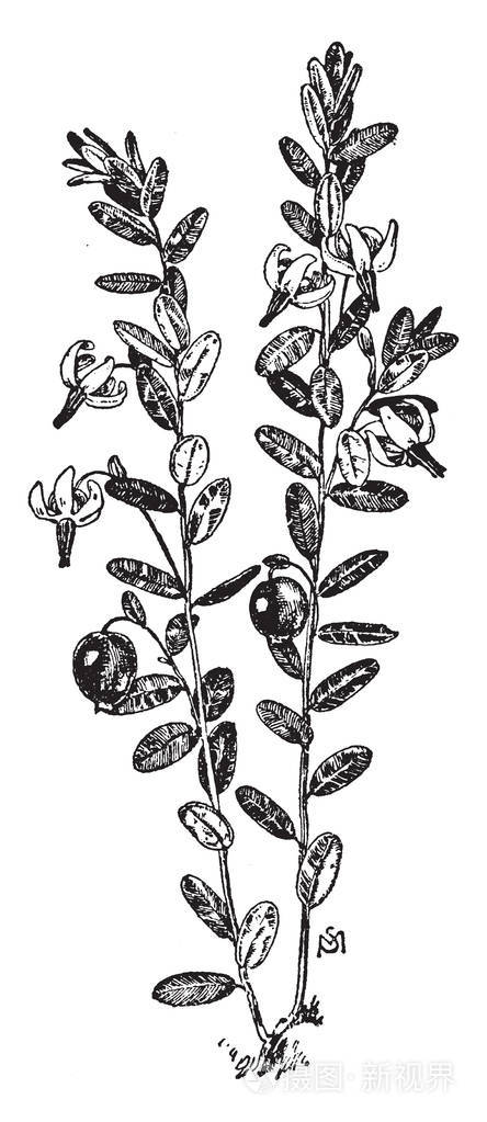 这是蔓越莓植物 这种植物有小叶子和花 叶子弯曲 有直螺纹 像纤维 它看起来像花粉粒 它也有小水果 复古线绘图或雕刻插图 插画 正版商用图片139gmj 摄图新视界 这是蔓越莓植物 这种植物有小叶子和花 叶子弯曲 有直螺纹 像纤维 它看起来像花粉粒 它也有小水果 复古线绘图或雕刻插图 插画 正版商用图片139gmj 摄图新视界