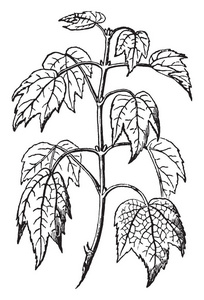 皂荚树图片-皂荚树素材-皂荚树插画-摄图新视界
