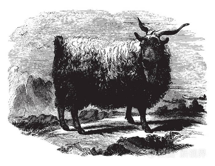 雄绒山羊是生产羊绒羊毛复古线绘图或雕刻插图的任何山羊品种。