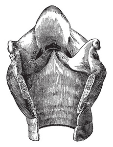 喉腔的马侧脑室的喉复古线绘图或雕刻插图。