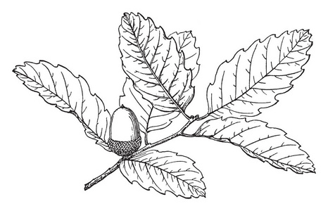 种子的山毛榉科图片-种子的山毛榉科素材-种子的山毛榉科插画-摄图新