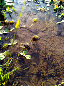 一只小青蛙坐在浅塘里的茎上，有叶子和泡泡