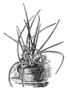 图片显示了荨麻开花植物。 它是盆栽植物和厚圆柱根，原产于南美洲。 这些花是大的，宽的，有类似的萼片，复古线绘图或雕刻插图。