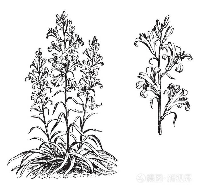 一幅显示玫瑰花属植物总状花序分离部分的图像. 叶子生长在茎上.