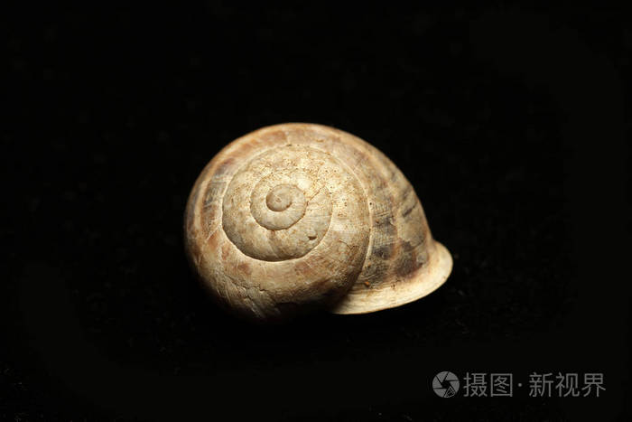 死鼻涕虫黑色背景空树皮.