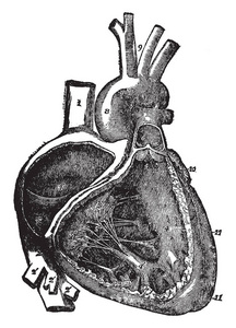 此图代表心脏右心房和心室的复古线绘制或雕刻插图。