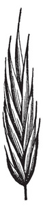 这幅画种子的红羊茅草，他们生长在树枝的上部，它的大小就像一个顶点的复古线绘图或雕刻插图。