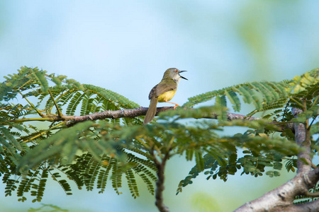 橄榄绿色山雀坐在树枝上, 张开喙