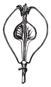 一张照片显示了一个苹果的部分，这是一个众所周知的水果苹果梨和昆士。 它来自一个复合雌蕊与连贯的花萼管复古线绘图或雕刻插图。
