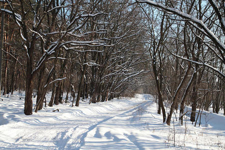 林间空旷的冬日路图片