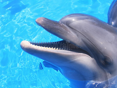 海豚图片美丽的海豚图片