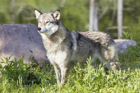 狼尾图片-狼尾素材-狼尾插画-摄图新视界