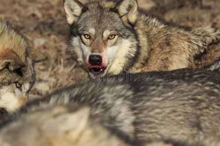 杀鹿后脸上带血的狼照片