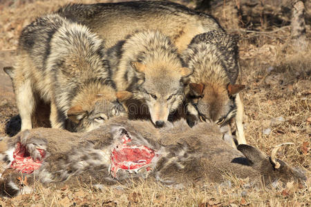 狼血三只狼吃鹿的照片