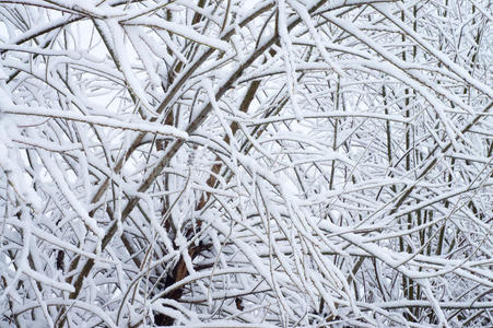 树枝上的雪