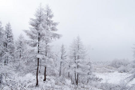 森林雪