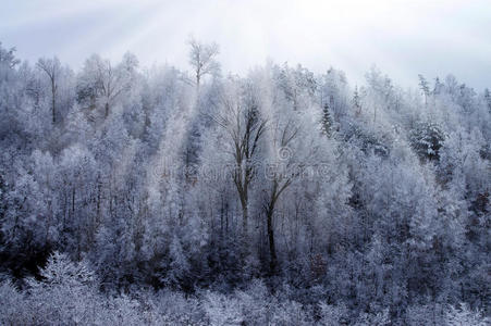 积雪