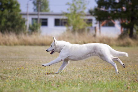 白色瑞士牧羊犬