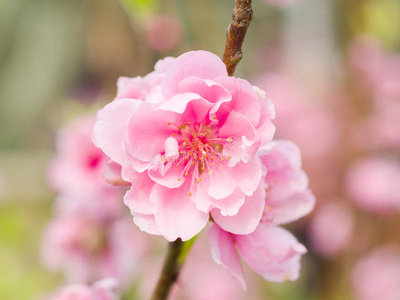 复合瓣桃花