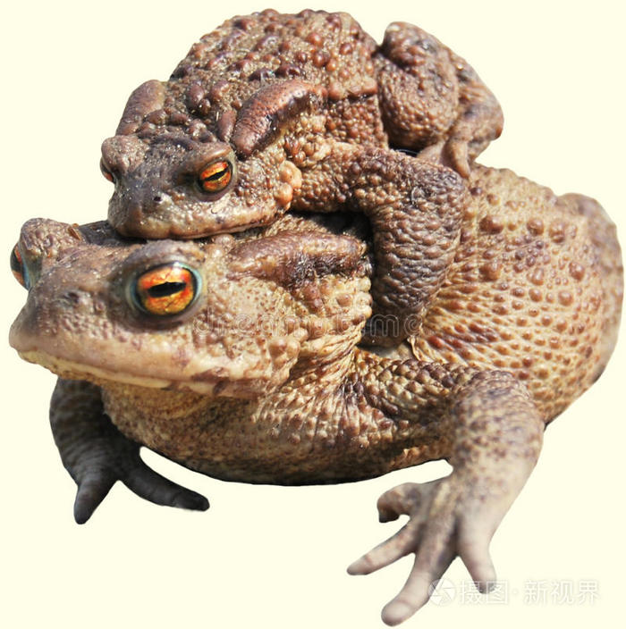青蛙青蛙蟾蜍大蟾蜍绿蛙蓝色蜻蜓一只青蛙在森林里的池塘边跳欧洲蟾蜍