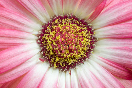 粉红色 雌蕊 繁殖 自然 生物学 气味 芬芳 小花 植物