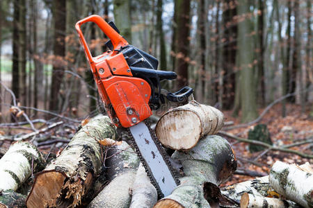 锯树图片