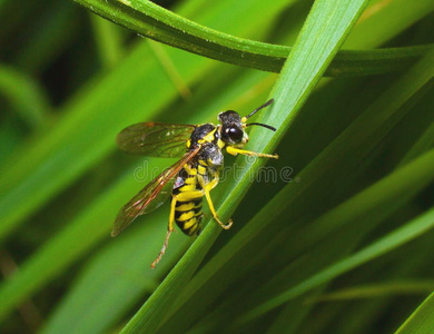 菊花 syrphid 苍蝇是蜜蜂看苍蝇发现在草地上蒲公英和一只蜜蜂在绿色