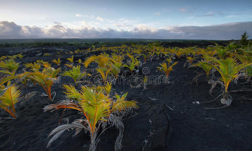 日落火山沙场植物景观