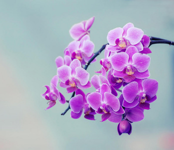枝兰花图片