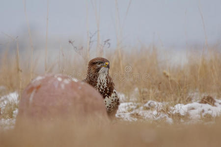 普通秃鹰buteo buteo。