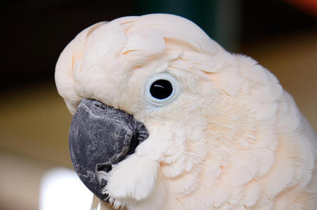 三文鱼凤头鹦鹉cacatua moluccensis