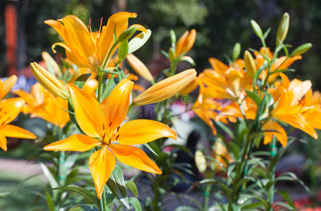 早晨花园里美丽的桔黄色百合花