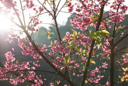 樱花在日落时盛开