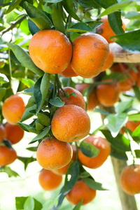 树上的鲜橙