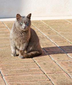 猫在地板上