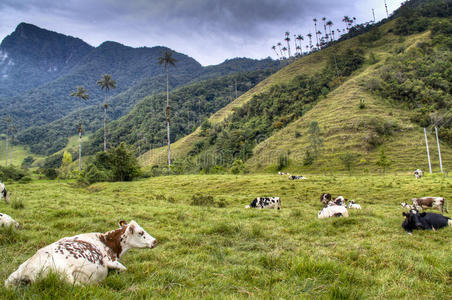 科科拉山谷的奶牛