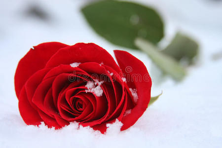 冬玫瑰