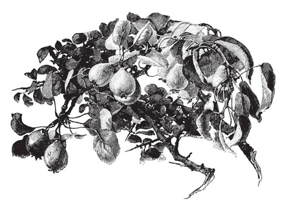 一种图片，显示野梨的枝条及其果实，复古线绘图或雕刻插图。