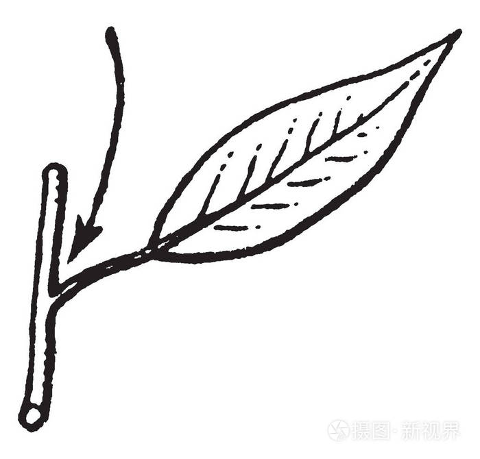 插画 树枝与茎之间的上角,它正在生长复古线绘图或雕刻插图.eps