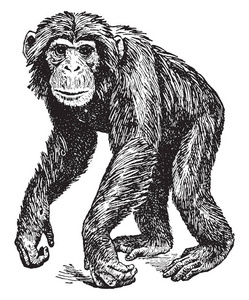 pan插画-pan手绘-pan卡通图-摄图新视界