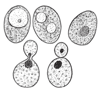 一张图片，显示了一些常见的酵母蛋糕，当与水混合，并检查在显微镜下，复古线绘图或雕刻插图。
