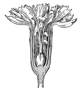 康乃馨的图像显示叶花药。 以及生长花药段复古线绘图或雕刻插图的过程。